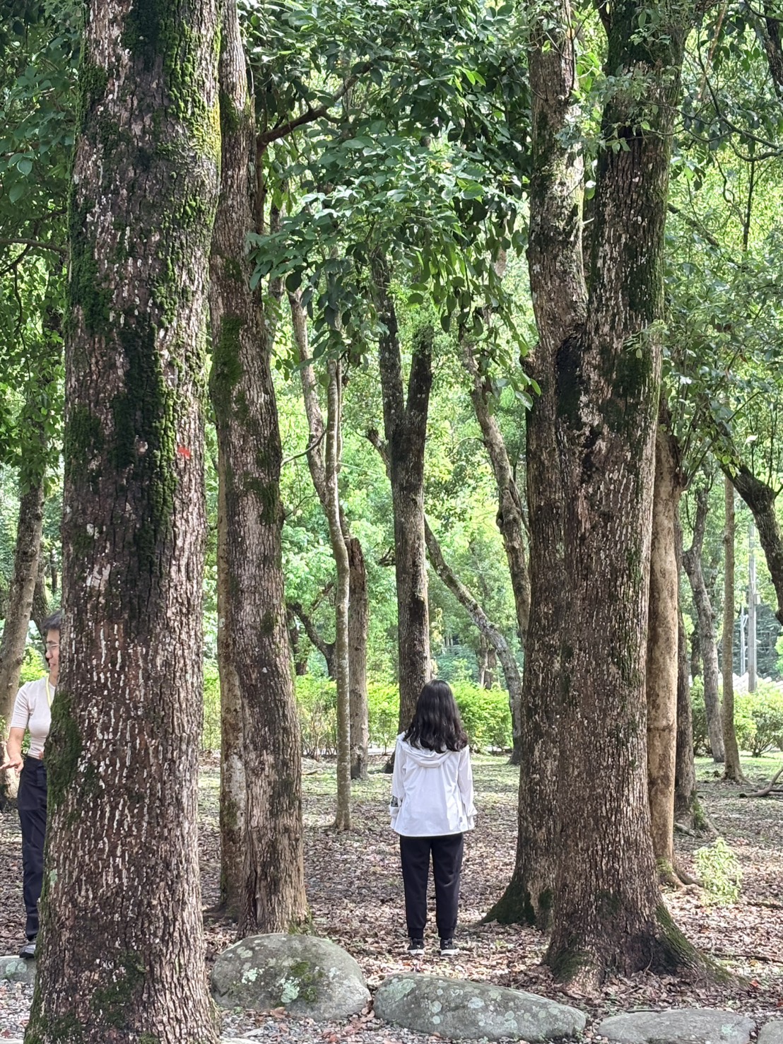 參與者在高大的樹木之間安靜獨處